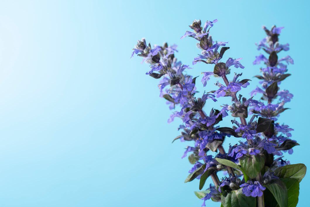 11 Stunning Flowers That Look Like Lavender  But Aren't  The Daily Blooms