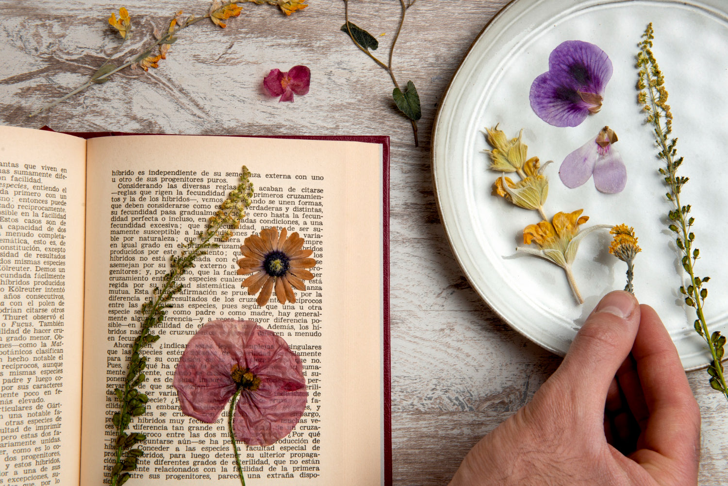 How To Preserve A Flower In A Book A StepByStep Guide The Daily Blooms