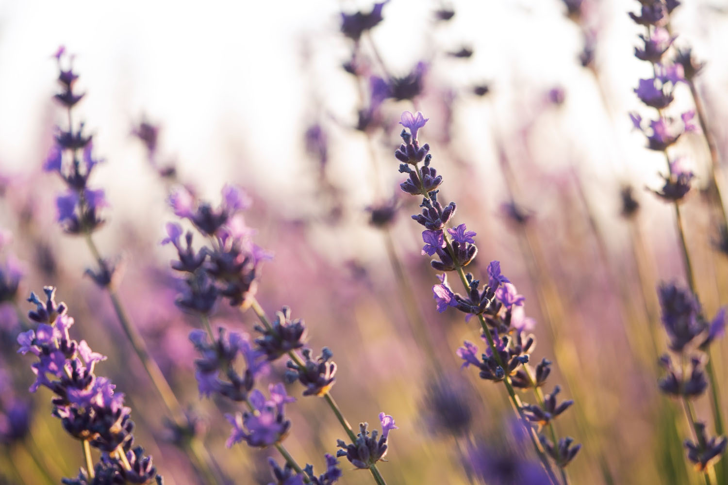 water lavender plants English Lavender (Lavandula) Hidcote Blue | Two Live Herb Plants