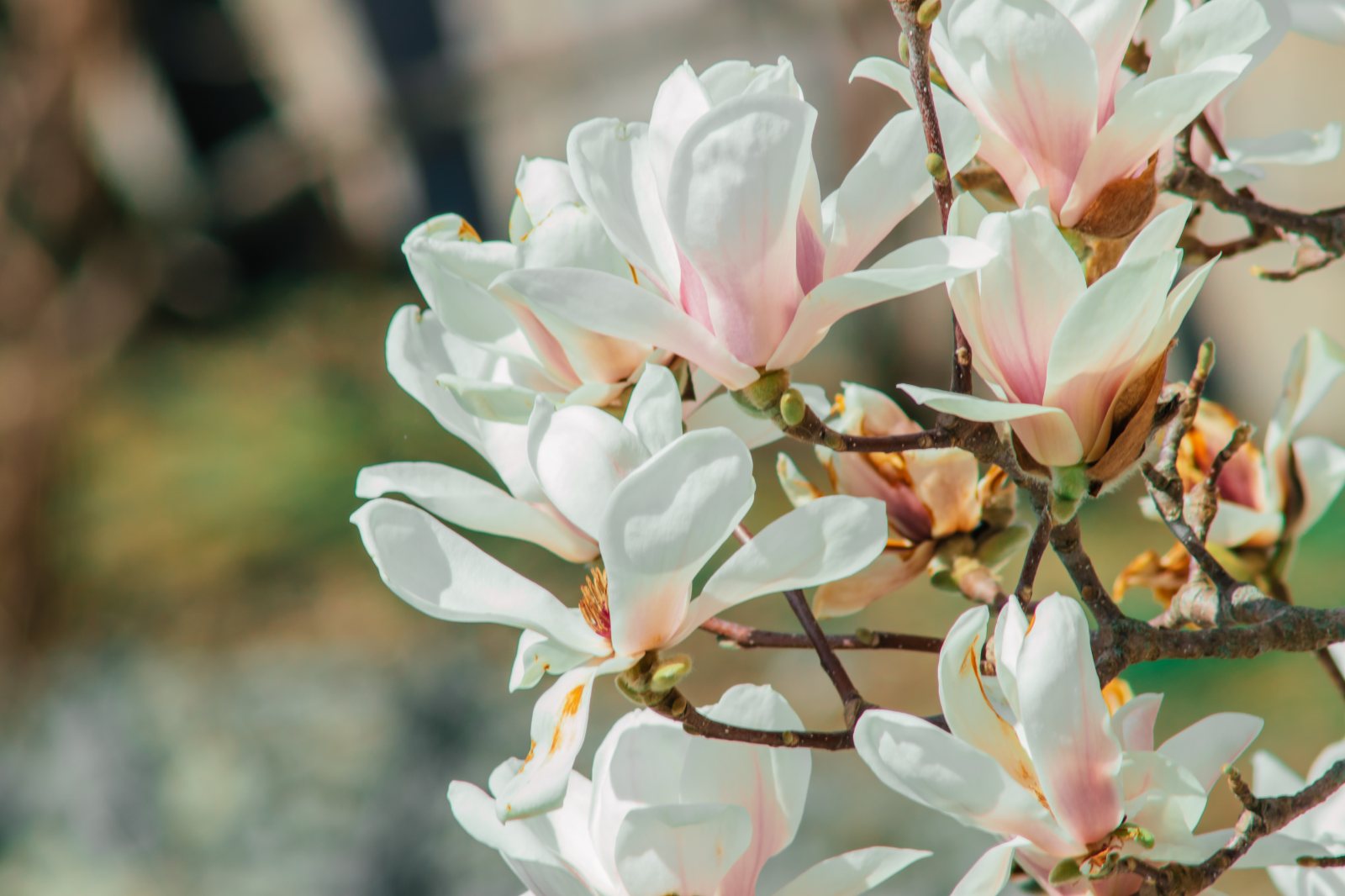 What's The Meaning Of Magnolia Flowers? Find Out Their Symbolism  The  Daily Blooms