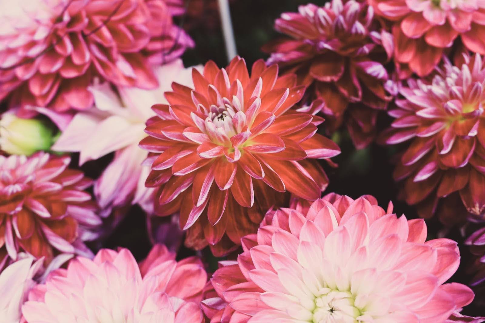 Your Easy Guide On How To Care For Zinnia Flowers – The Daily Blooms