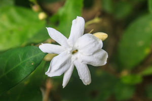 10 Different Types Of Jasmine Flowers: Singapore Guide
