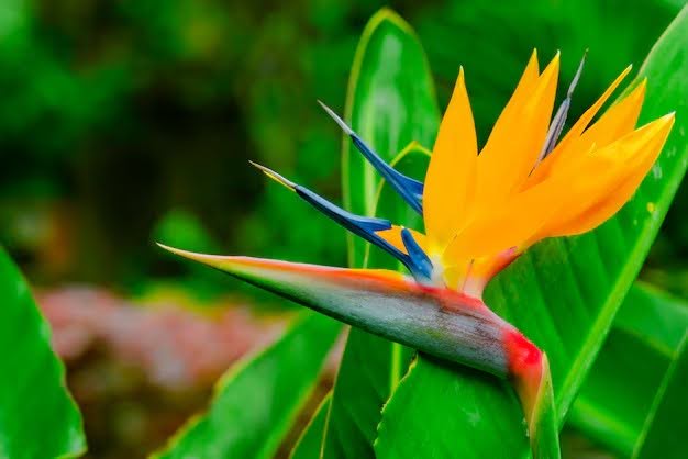 12 Flowers That Represent Freedom And Their Meaning – The Daily Blooms