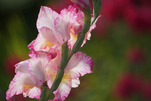 13 Types Of Gladiolus Flowers You’ll Fall In Love With