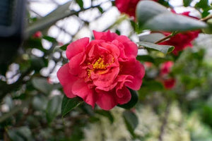 15 Flowers That Mean Thank You & Show True Appreciation