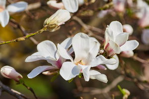 15 Types Of Magnolia Flowers To Brighten Your Garden