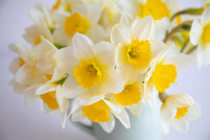 17 Flowers That Look Like Daffodils (And How to Tell Them Apart)