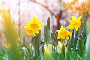 17 Flowers That Represent Hope And Their Uplifting Meanings