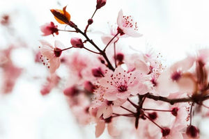 20 Beautiful Flowers That Mean New Beginnings