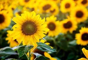 21 Flowers That Look Like Sunflowers