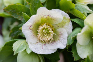 21 Hellebore Types: Your Winter Rose Guide for Singapore