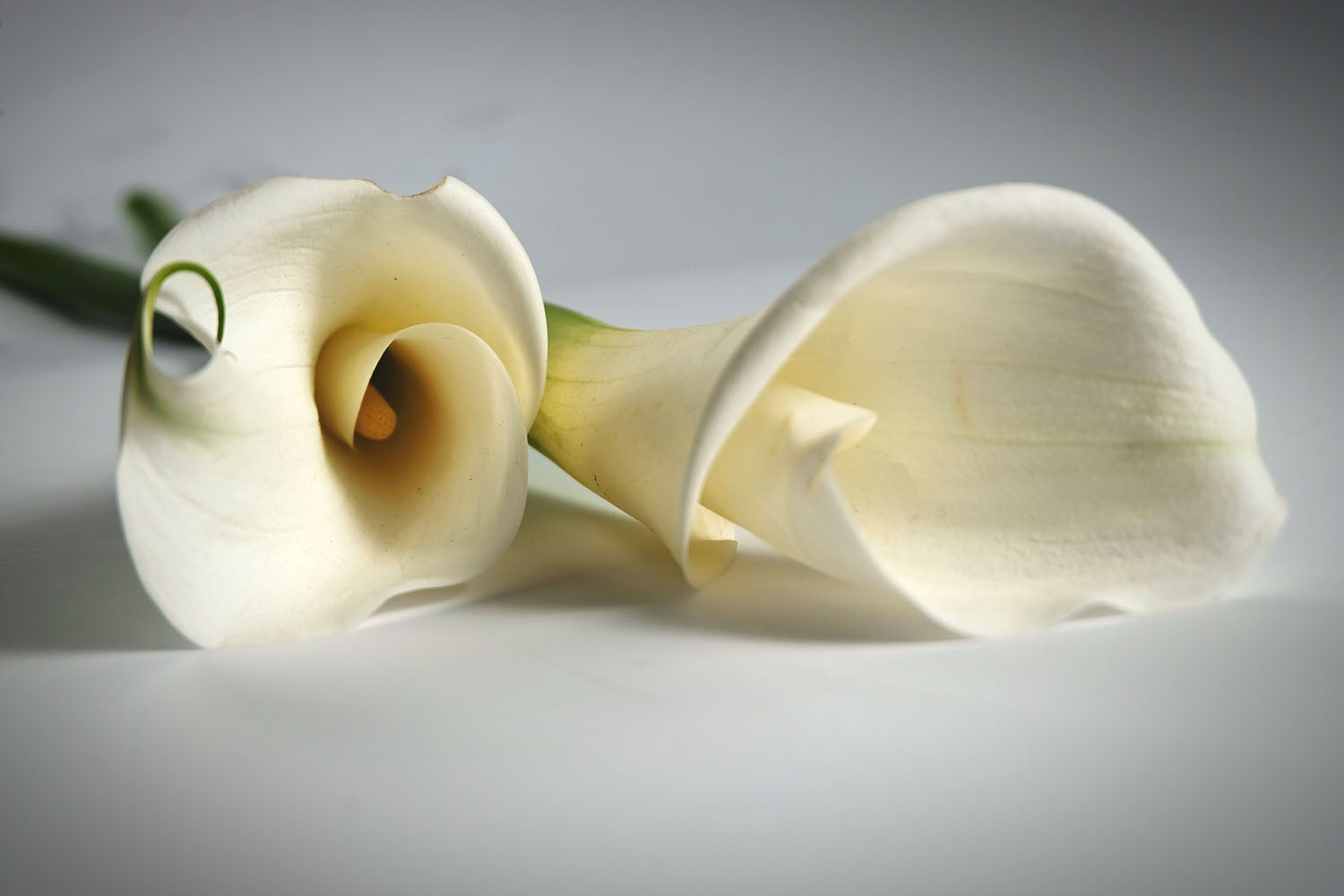 21 Stunning Types Of Calla Lily To Beautify Any Space – The Daily Blooms