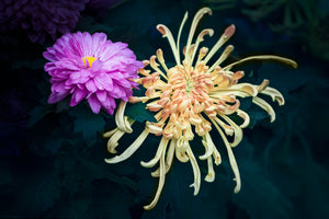 21 Types Of Chrysanthemum Flowers You’ll Want In Your Next Bouquet