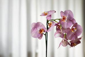 25 Elegant Flowers That Represent Grace And Timeless Beauty
