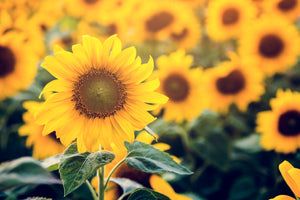 33 Beautiful Flowers That Represent Confidence And Strength