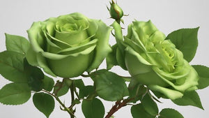 45 Different Types Of Green Flowers