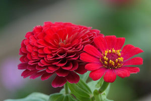 45 Types of Zinnia Flowers for Your Singapore Garden