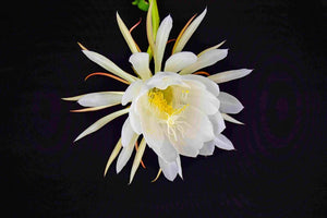 5 Beautiful Types Of Oxypetalum For Every Flower Lover