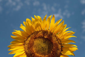 What Do Sunflowers Represent? Meaning, Symbolism, And History