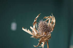 6 Types Of Eryngium For Interesting Flower Arrangements