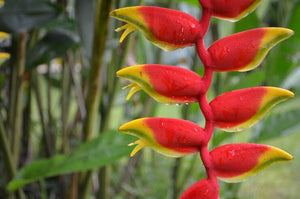 7 Beautiful Types Of Flowers That Look Like A Bird Of Paradise