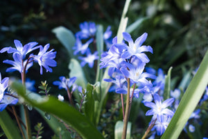 7 Gorgeous Flowers That Look Like Hyacinth For Your Garden