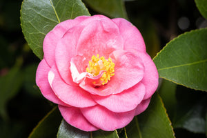 7 Gorgeous Flowers That Look Like Magnolias