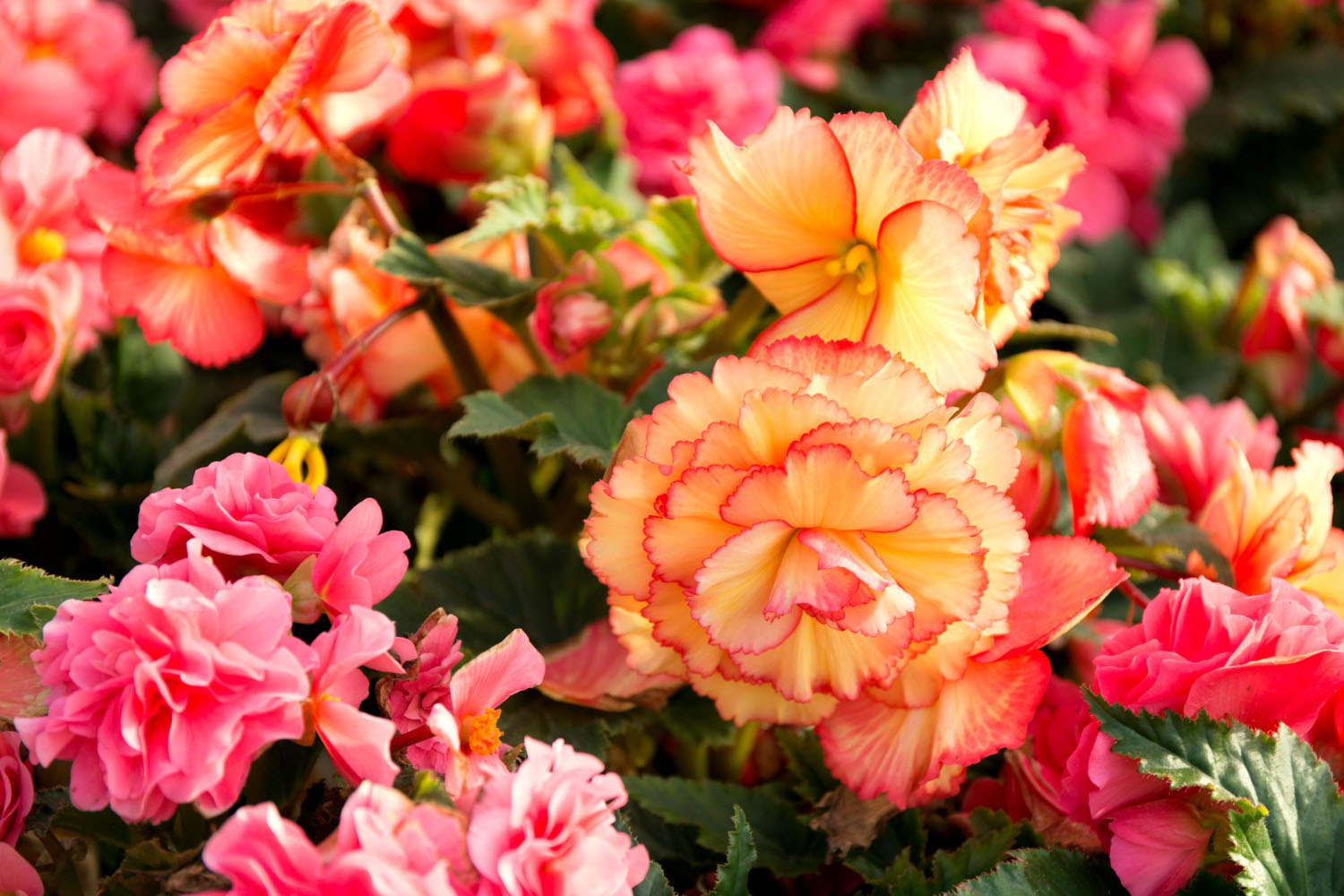 7 Most Beautiful Types Of Begonia Flowers You’ll Want – The Daily Blooms
