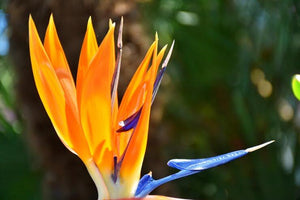 8 Stunning Types Of Bird Of Paradise You’ll Want To Know