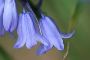 9 Beautiful Types Of Bluebell Flowers To Brighten Your Space