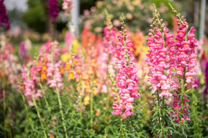 9 Different Types Of Snapdragon Flowers For Your Garden