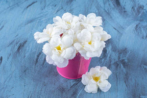 9 Flowers That Look Like Jasmine For Your Home In Singapore