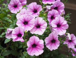 A Guide To The 9 Best Types Of Petunia: Finding Your Perfect Match