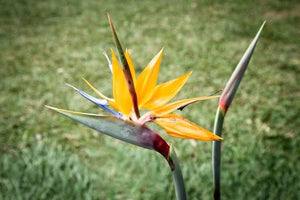 Bird Of Paradise Symbolism: What This Exotic Flower Means