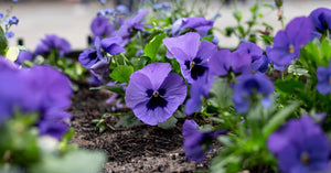 Blooming Lovely: Your Guide To Pansy Flower Care In Singapore