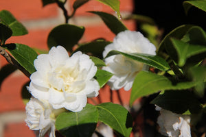 Camellia Flower Care: Here's Everything You Need to Know