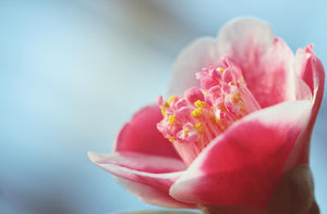 Camellia Flower Meaning Explained By Colour And Culture