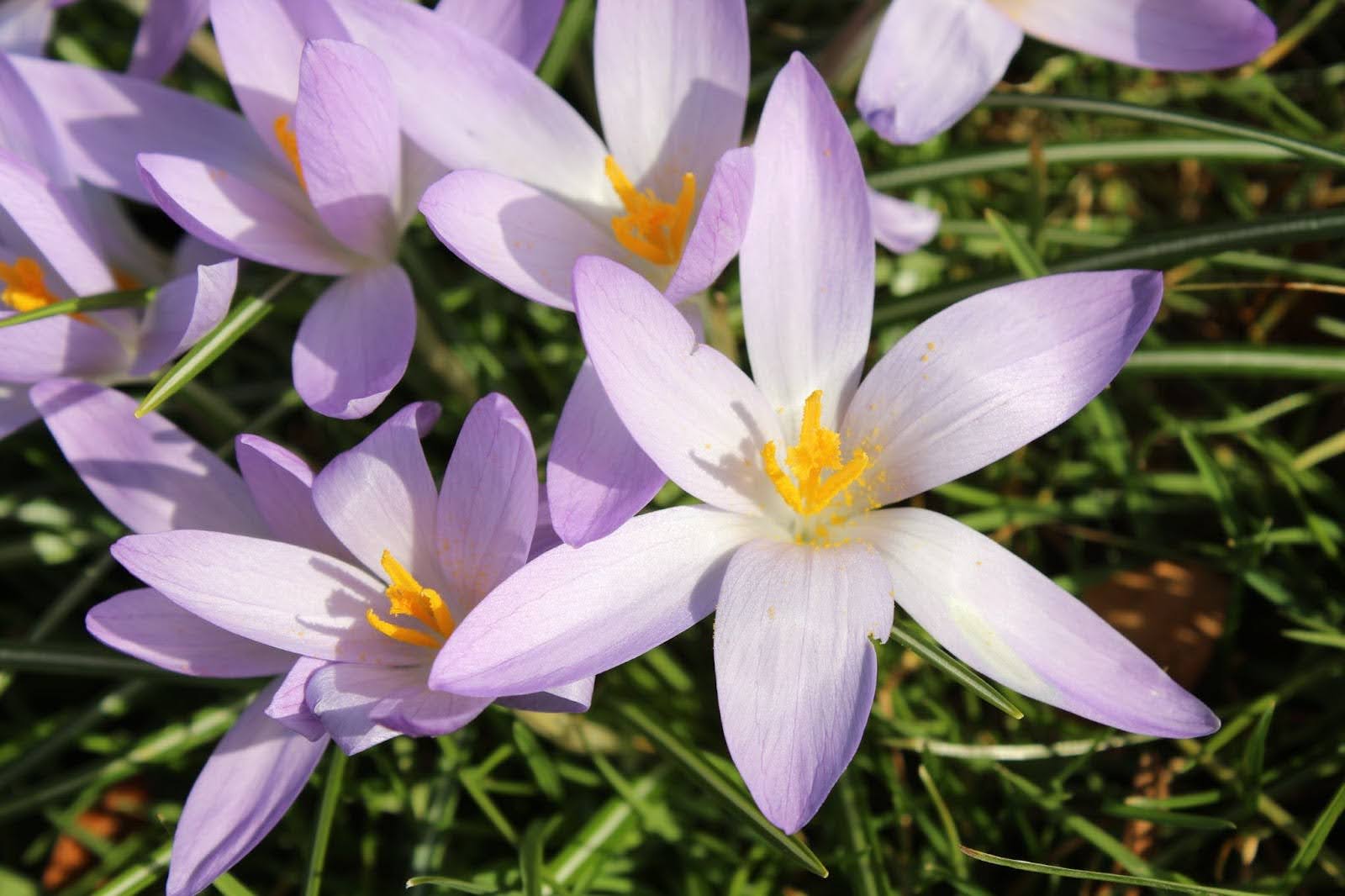 Crocus Flower Meaning: A Deeper Look Into Its Symbolism – The Daily Blooms