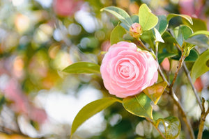Different Types of Camellia Flowers You Should Know