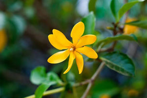 Discover The 7 Most Popular Types Of Gardenia Flowers