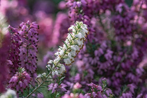 Find Your New Favourite: 9 Flowers That Look Like Snapdragons