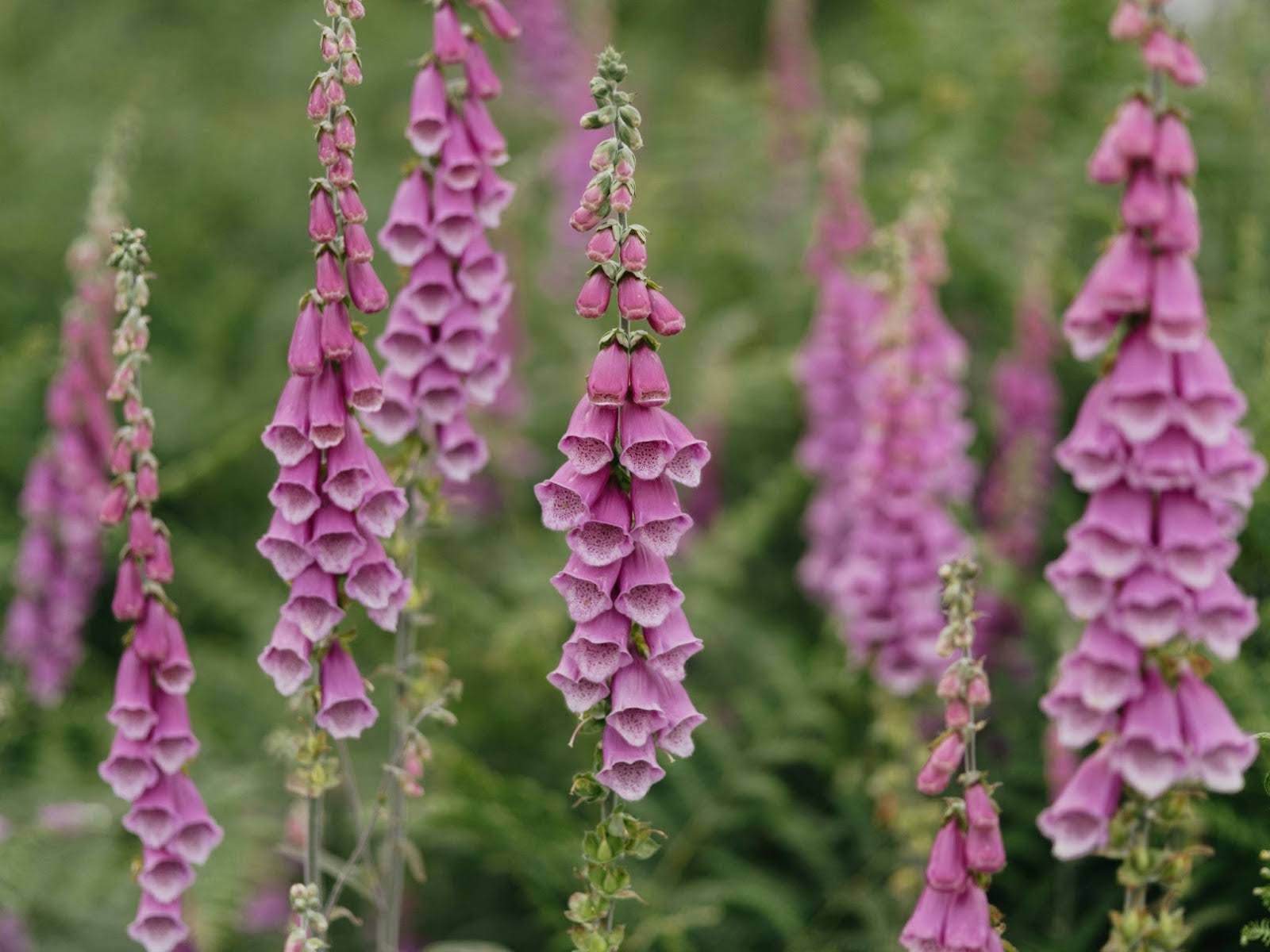 Foxglove Meaning: The Flower Of Duality Explained – The Daily Blooms