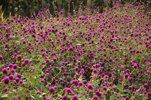 Gomphrena True Flower Meaning and Why It Matters