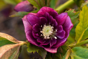 Hellebore Care Tips: Your Guide To The Lenten Roses