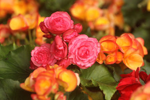 How Long Do Begonia Flowers Last? A Guide For Flower Lovers