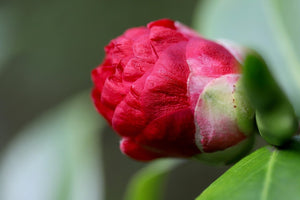 How Long Do Camellia Flowers Last? A Simple Guide for You