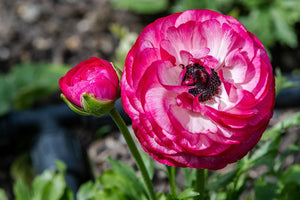 How Long Do Cut Ranunculus Flowers Last Plus Care Tips
