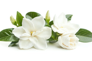 How Long Do Gardenia Flowers Last? 6 Tips To Keep Them Fresh