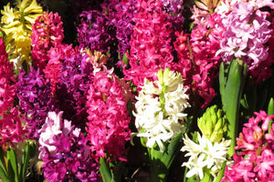 How Long Do Hyacinth Flowers Last? Tips To Keep Them Fresh