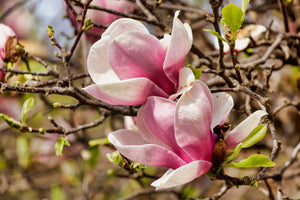 How Long Do Magnolia Flowers Last? 5 Tips To Keep Them Fresh Longer